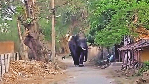 तेंदूपत्ता तोड़ने जंगल गई महिला को हाथी ने पटक-पटक कर मार डाला