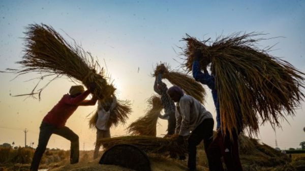 भारत से इतना चावल क्यों खरीद रहा चीन? अधिक धान उपजाकर कैसे हो रहा है देश को नुकसान