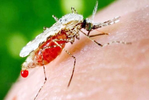  मलेरिया के विरुद्ध नई रणनीति